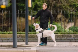 Forecasting demand for Guide Dogs UK 15 years into the future